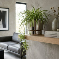 Living room with a spider plant in a steel pot alongside books, and a vase.