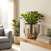 Potted plant in a stainless steel pot on a wooden shelf in a living room with books and a gray sofa.